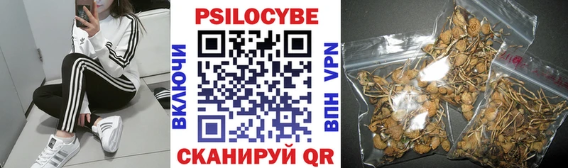 Купить Купино Псилоцибиновые грибы мицелий